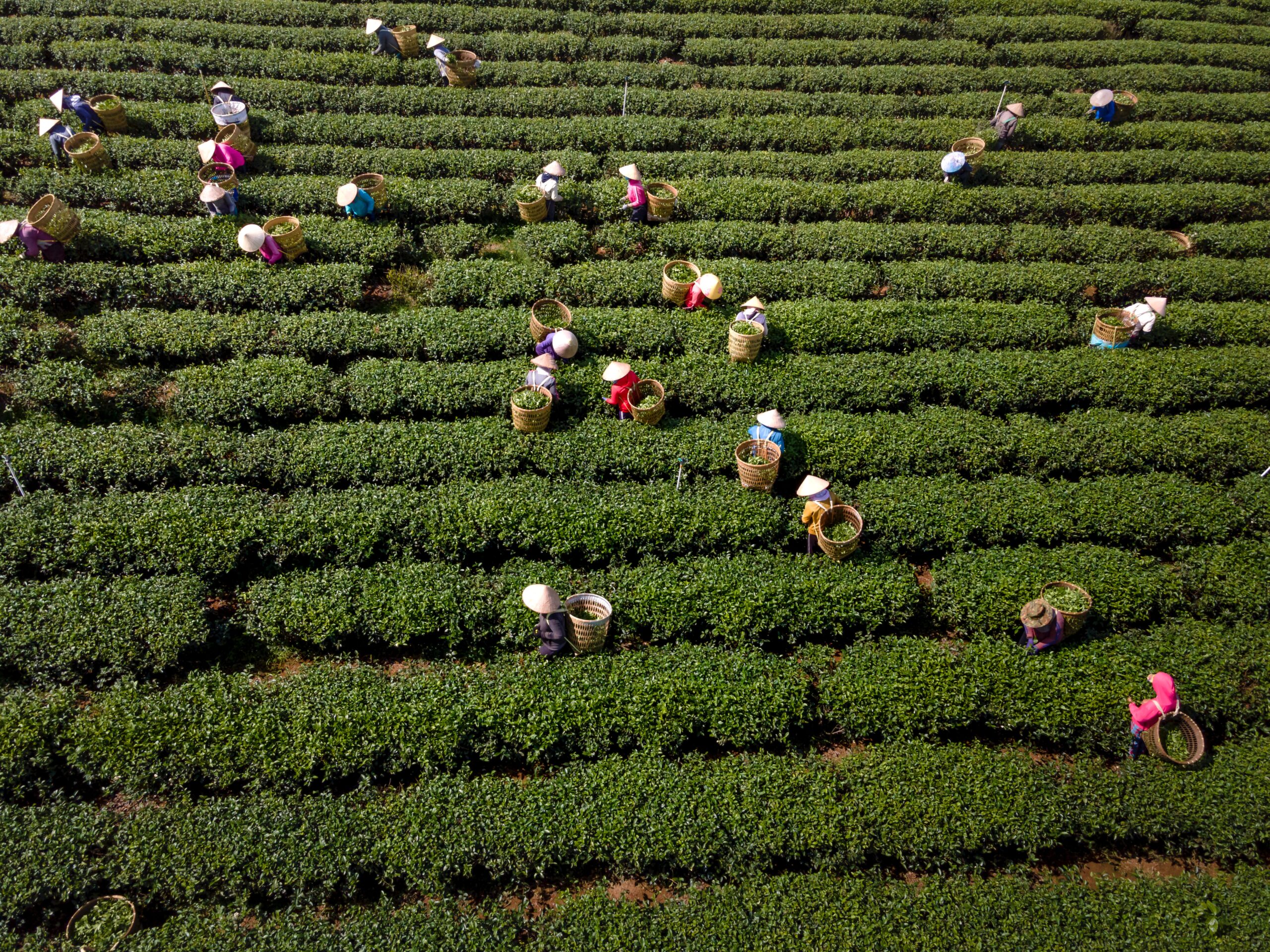 agrifood pilot program